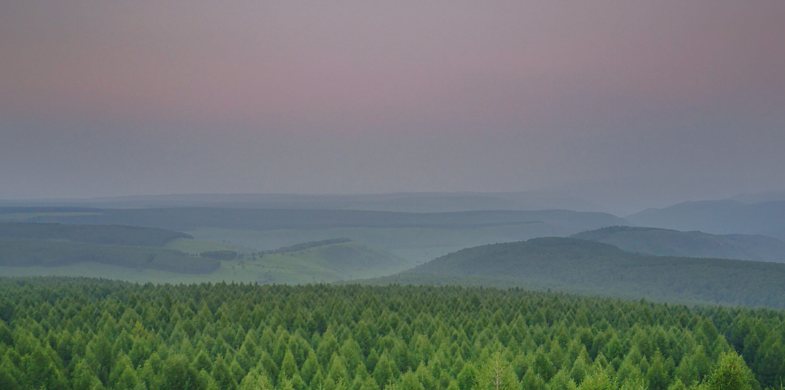 forest and hills in the mist